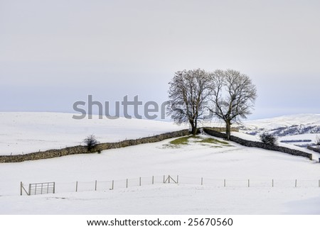 A Winter scene of two trees in the corner of a field bounded by two drystone walls