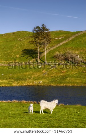 Sheep and lamb in countryside with lake in background, Lake District National Park, England.