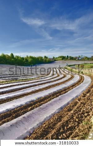 Scenic view of plastic strips covering freshly shown crops in countryside.