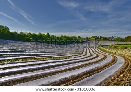 Scenic view of plastic strips covering freshly shown crops in countryside.
