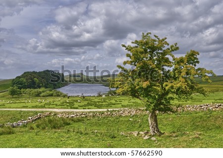 An isolated tree overlooking Crag Lough alongside Hadrian\'s wall, Northumbria, Northern England