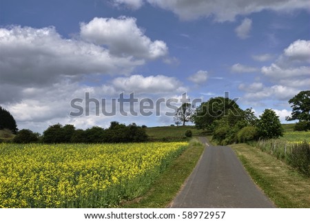 A country road along side a field of Rapeseed