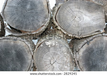 wood logs for firewood