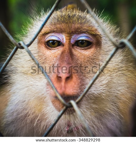 Crab-eating macaque money behind fence with sad expression.