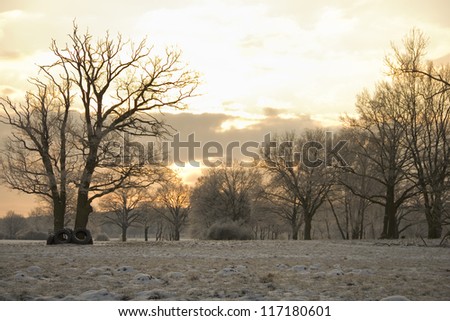 winter landscape with trees and golden light in the morning hour