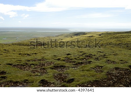 Picture of moss and flowers on lava field in Iceland nature.