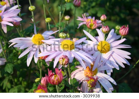 Beautiful chrysanthemas flowers in the autumn garden