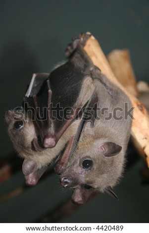 Microchiroptera. Two bat's hanging on the branch