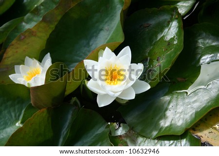 Lotus, Water Lily. Beautiful flowers on the water glance
