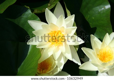 Lotus, Water Lily. Beautiful flowers on the water glance