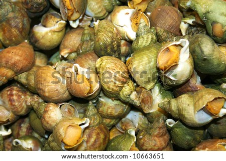 French food. Snails. Background, texture