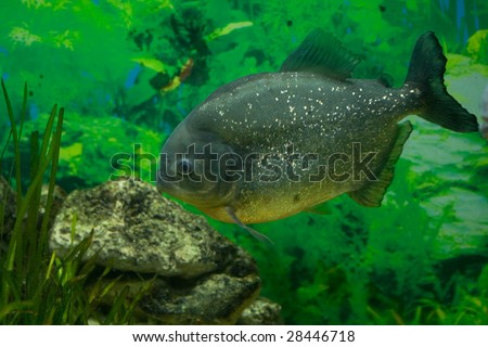 Piranha - predator fish of Amazon River