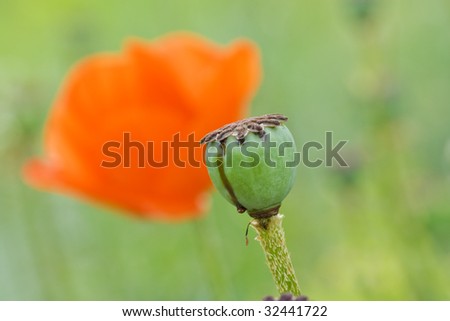 Poppy seed  box over blooming poppy flower background