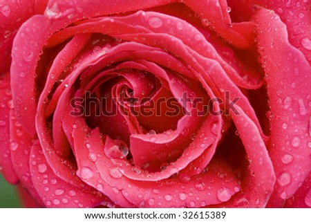 Rose Flower with dew close-up