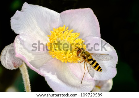 A Hoverfly, Syrphidae, sometimes called flower fly or syrphid fly, feeding of a light purple violet, almost white flower with bright yellow center.