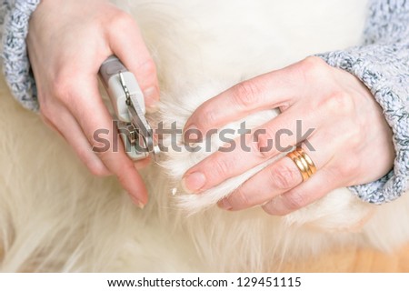 Female hands cutting claws on bright white samoyed dog.