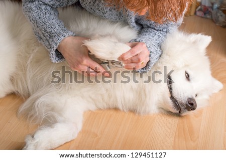 Female hands cutting claws on bright white samoyed dog.