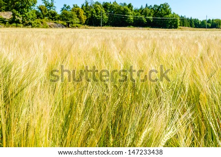 A Barley field on a warm summers day. Waves moving through field as wind blows on it. Blue sky and trees in background.