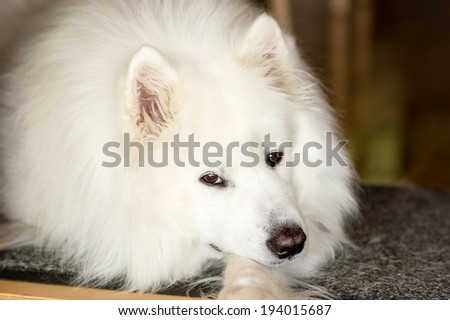 Calm Samoyed dog resting and looking at camera with fine dark brown eyes.