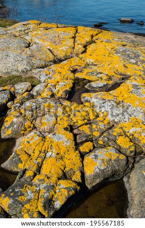 Xanthoria parietina, a foliose, or leafy, lichen also known as golden shield lichen, common orange lichen, yellow scale, maritime sunburst lichen and shore lichen. Here on granite coastal rock.
