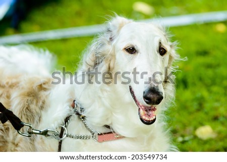 Happy white dog with attitude and smile.