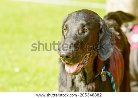 Fine black dog portrait of happy pet.