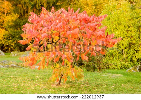 Lovely red autumn color on rowan tree, Sorbus dodong, in late afternoon.