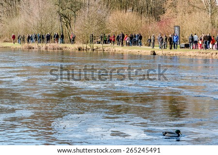 MORRUM, SWEDEN - MARCH 28, 2015: Premiere day for trout and salmon fishing. Spectators walk along river to see the fishing. No fishing in picture. Mallard in foreground.