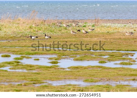 Greylag goose, Anser anser. Small group in center part of image walking in coastal wetland. Two barnacle geese to the left. Focus on greylag geese. Copy space in foreground vegetation.