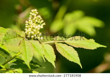 Red elderberry (Sambucus racemosa) in bloom with white flowers and green leaves. It is also known as red-berried elderberry. Natural light.