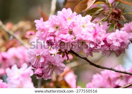 Prunus serrulata or japanese cherry. Here seen blooming up close in rich pink color. This is a double cultivar version. Other names include hill, oriental or east asian cherry.
