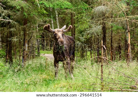 The moose, Alces alces, is the largest living deer. Male or bull grazing among the trees in forest. Velvet on antlers.