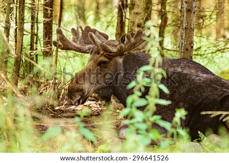 The moose, Alces alces, is the largest living deer. Close up of male or bull lying down among the trees in the forest. Velvet on antlers.