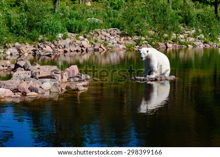 Polar bear (Ursus maritimus). Here seen in summertime with no ice to live on. Fur is wet with water from a recent swim. Water is clear and calm. Captive bear sits on a rock close to land.