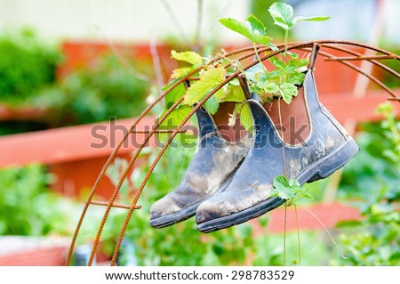 Recycle or up cycle in the garden. Here is a pair of boots hanging from iron rebar. Boots contain plants of wild strawberrys.