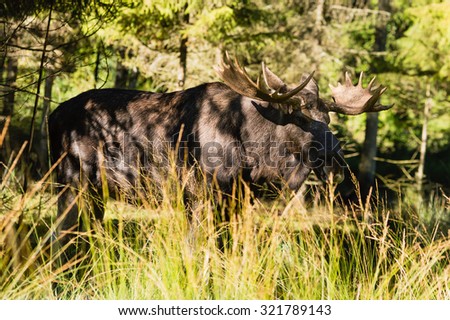 Moose bull (Alces alces) standing in high grass with forest in background. Sharp sunlight and hard shadows makes the bull look almost camouflaged.