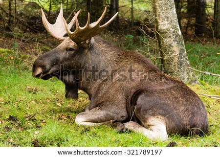 Moose bull lying on the ground resting. He has back against a birch tree and forest in background.