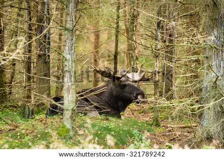 Large moose bull (Alces alces) resting on the ground among some young spruce trees in the forest. Lots of dry branches surround him. Eyes closed but listening for dangers.