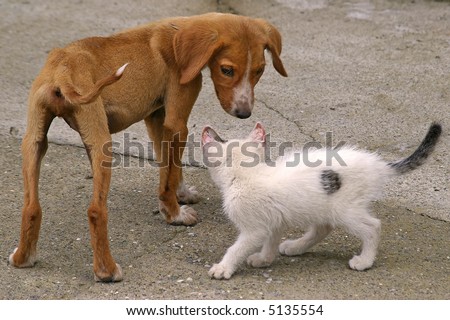 Skinny Dog and Cat