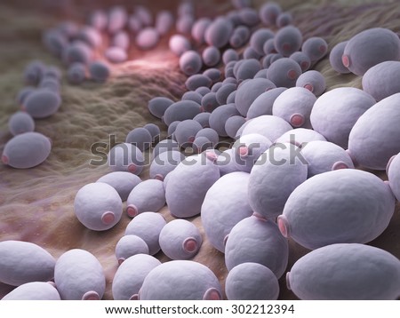 Candida albicans is a diploid fungus that grows both as yeast and filamentous cells and a causal agent of opportunistic oral and genital infections in humans