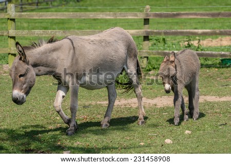Female donkey with her two month old young baby donkey foal walking across a field
