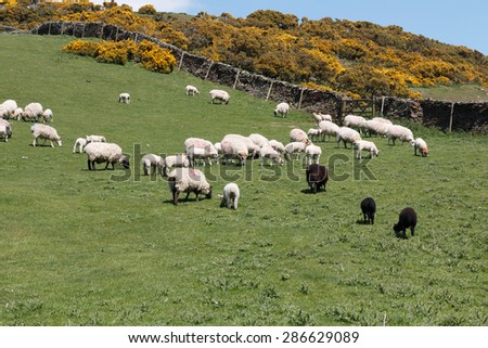 Sheep and lambs grazing in beautiful  English field with yellow gorse and blue sky.