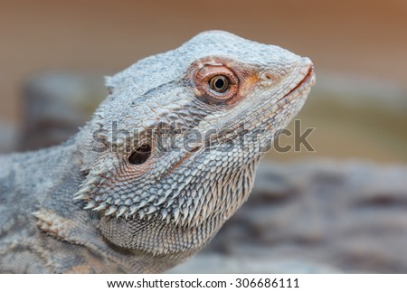 Bearded dragon portrait close up.  Selective focus on eye. Pogona vitticeps