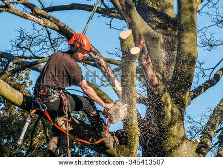 Tree surgeon hanging from ropes in the crown of a tree using a chainsaw to cut branches down.  The adult male is wearing full safety equipment.  Motion blur of chippings and sawdust.
