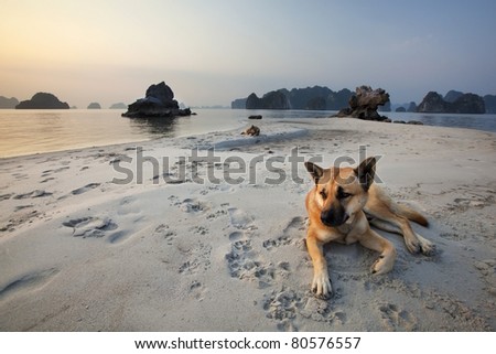 Couple of dogs resting on a beach in Vietnam.