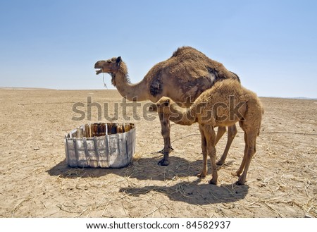 Camels family in bedouins camp, Israel