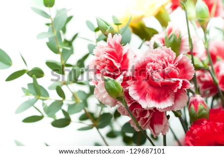 dianthus flowers, carnation pink in bouquet, sweet william