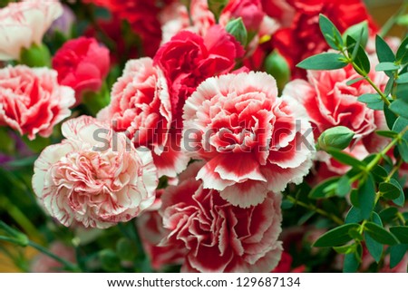 dianthus flowers, carnation pink in bouquet, sweet william