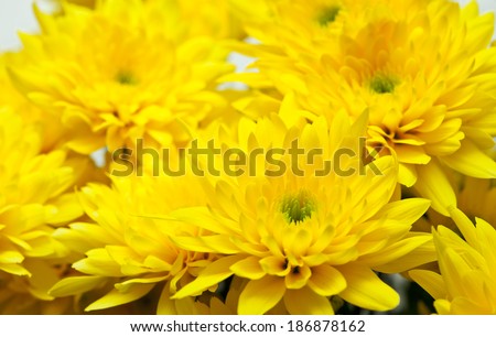 chrysanthemum yellow, golden-daisy, happy and sun