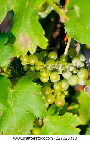 Green grapes for wine on canes, sand wine from France